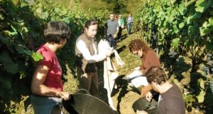 Investigadores da Misión Biolóxica de Galicia durante unha recollida de racimos de Mencía