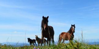 O cabalo galego de monte é considerado 'patrimonio natural' de Galicia.