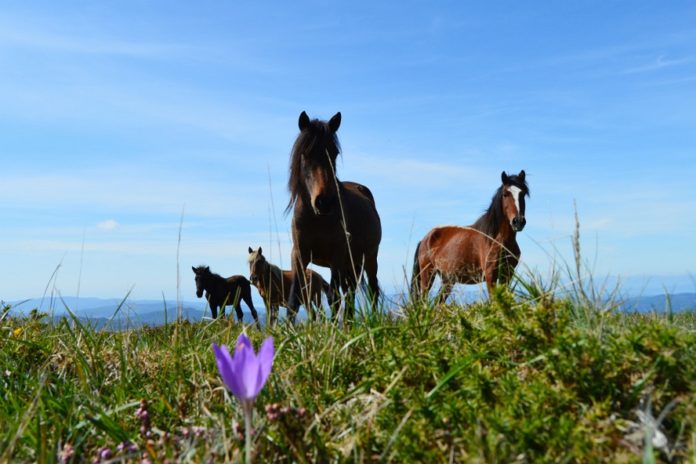 O cabalo galego de monte é considerado 'patrimonio natural' de Galicia.