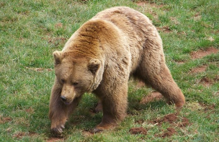 O oso pardo avistado na fronteira pode proceder de zonas con maior densidade ao longo da cornixa cantábrica.