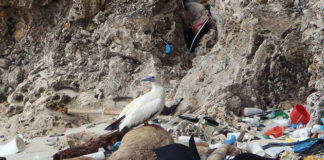 O estudo internacional calcula que en 2050 case a totalidade (99%) das aves mariñas terán inxerido plástico.