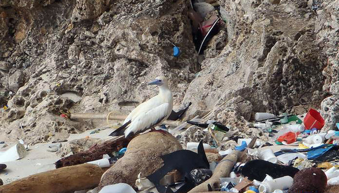 O estudo internacional calcula que en 2050 case a totalidade (99%) das aves mariñas terán inxerido plástico.