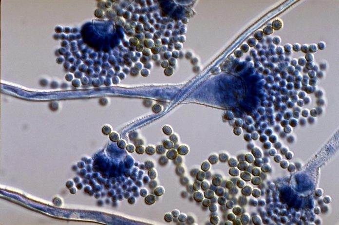 Imaxe microscópica do fungo Aspergillus, detectado nos estudos preliminares no hospital Álvaro Cunqueiro de Vigo.