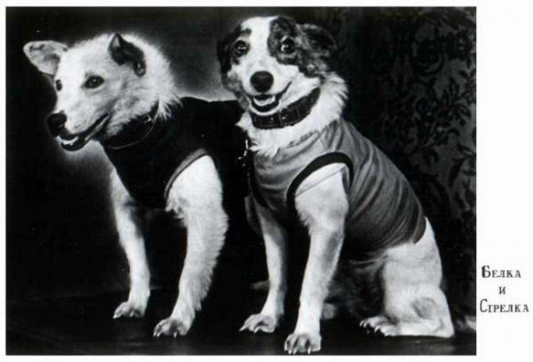 Belka (Branquiña) e Strelka (Frechiña), retratadas cos seus traxes de cosmonautas.