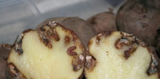 Patacas afectadas pola couza guatemalteca.