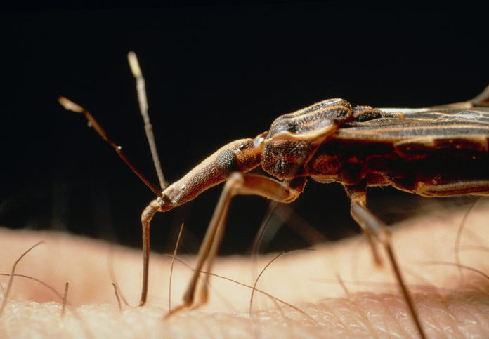 Rhodnius Prolixus, o insecto principal vector do mal de Chagas.