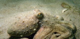 Exemplar de polbo adulto na praia de Rodas, nas illas Cíes.