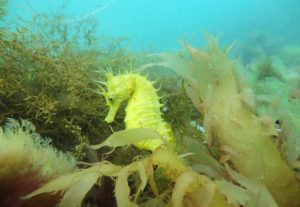 Hippocampus Guttulatus, o cabaliño de mar narizón que habita as rías galegas. Foto: CSIC.