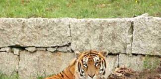 Duches, a tigresa que vivía no zoo de Vigo.