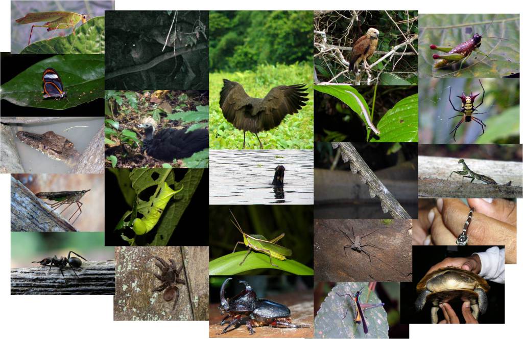 Breve mostra da fauna observada na nosa visita a Manu (fotos: G. Mucientes / BEC)