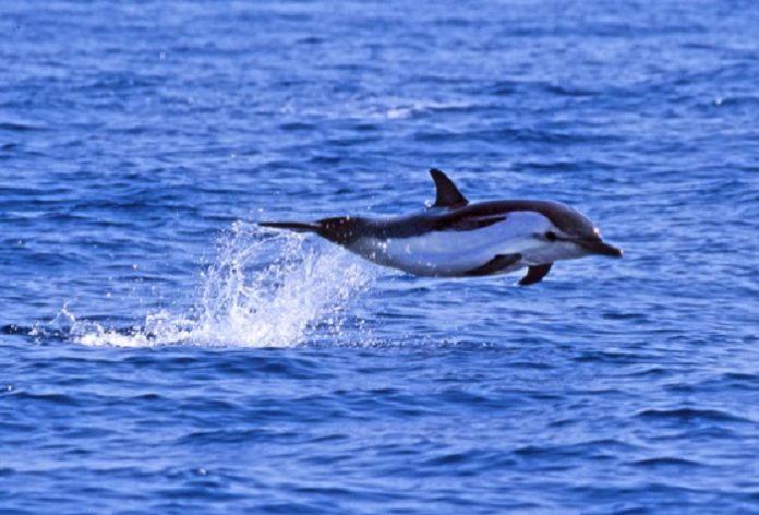 Golfiños e candorcas teñen altas concentracións de PCB.