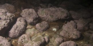 A alga colarina vermella de auga doce atopada na investigación.