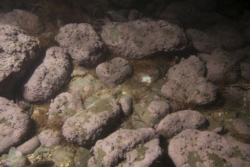 A alga colarina vermella de auga doce atopada na investigación.