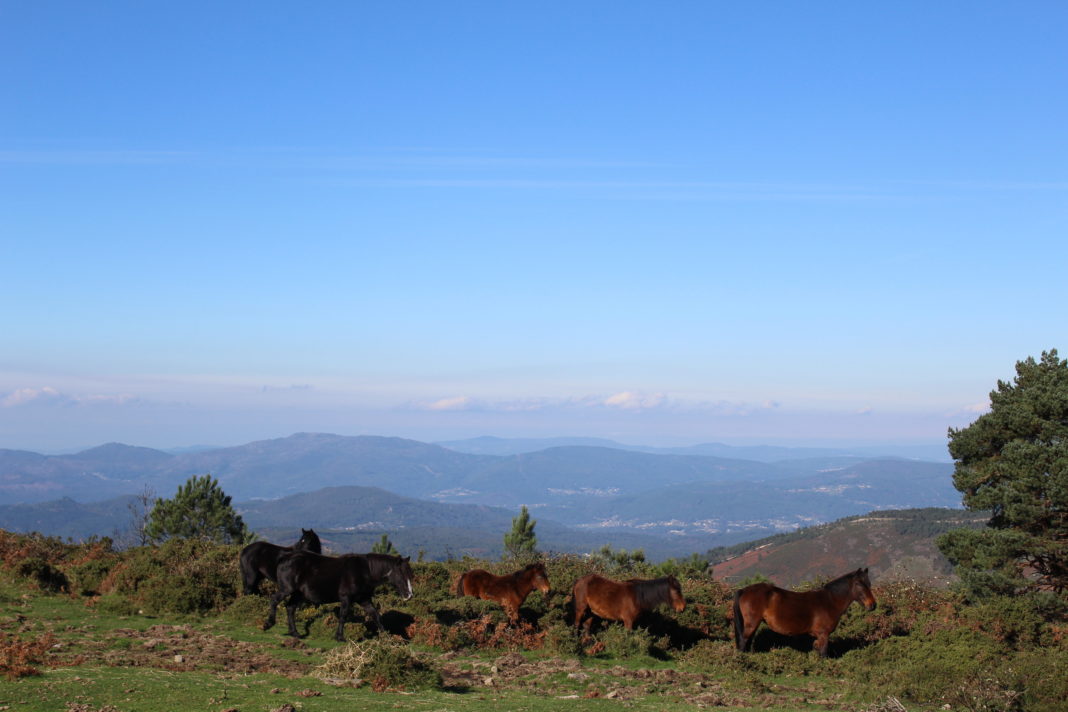 Montes de A Cañiza a principios do mes de novembro de 2015/ Meteogalicia