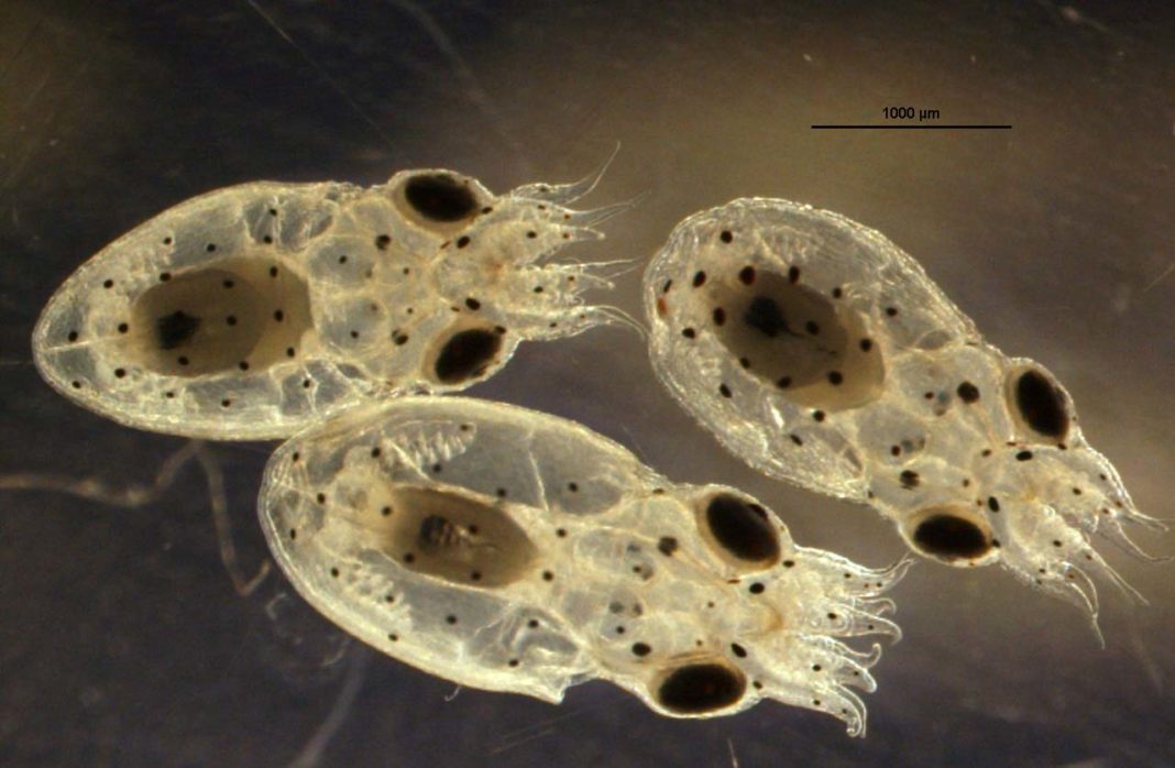 Larvas de polbo común.