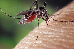 zika mosquito