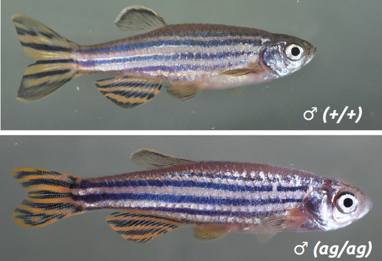 Comparación entre o peixe transxénico (arriba), e o salvaxe (abaixo).