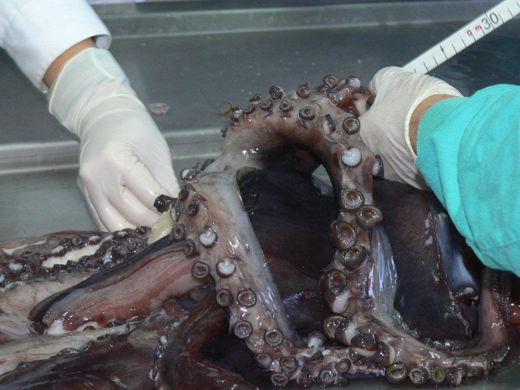 Detalle dos tentáculos dun exemplar de lura de Humboldt (foto: G. Mucientes/BEC).