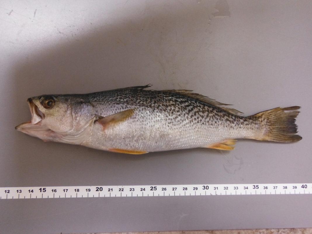 Exemplar de Cynoscion regalis/ Foto CSIC.
