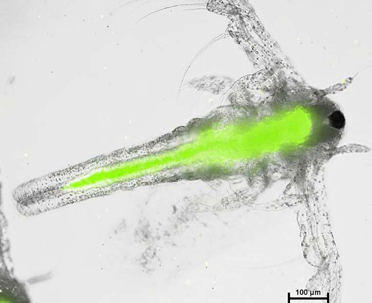 Artemia Nauplii tras inxerir microplásticos.