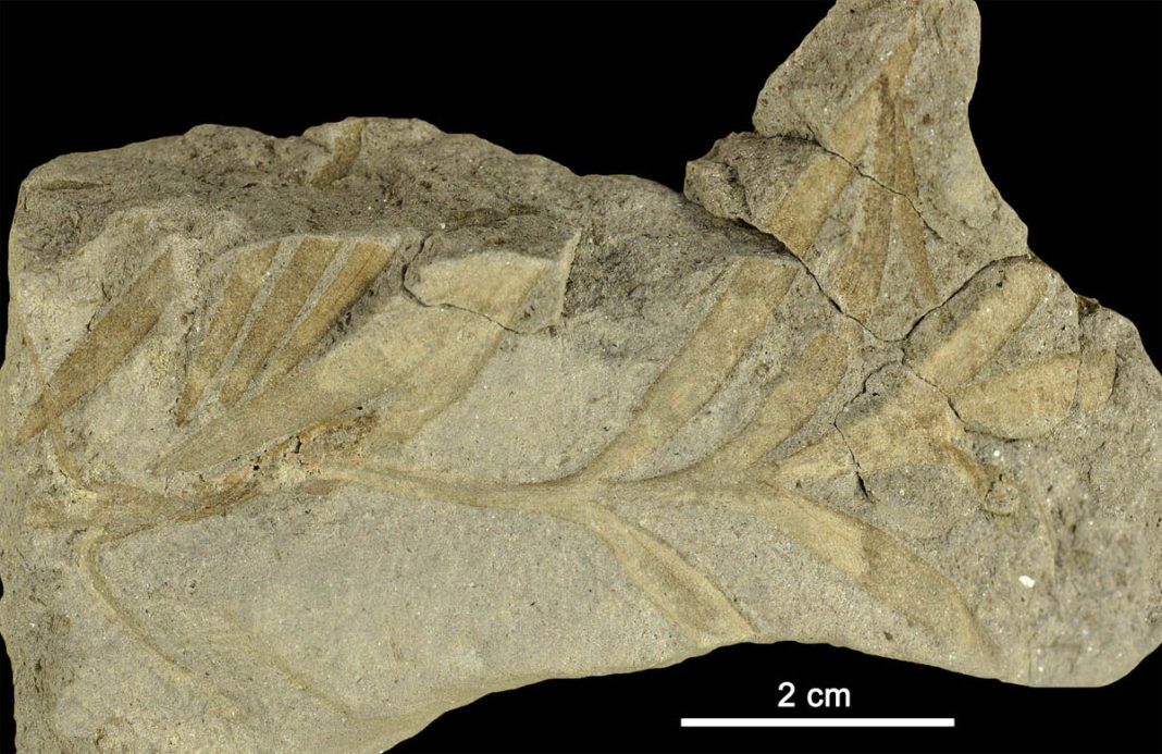 Folla completa de Sapindopsis turolensis. MAP (Museo Aragonés de Paleontología) 6344. Ariño. Foto de Luis Miguel Sende.