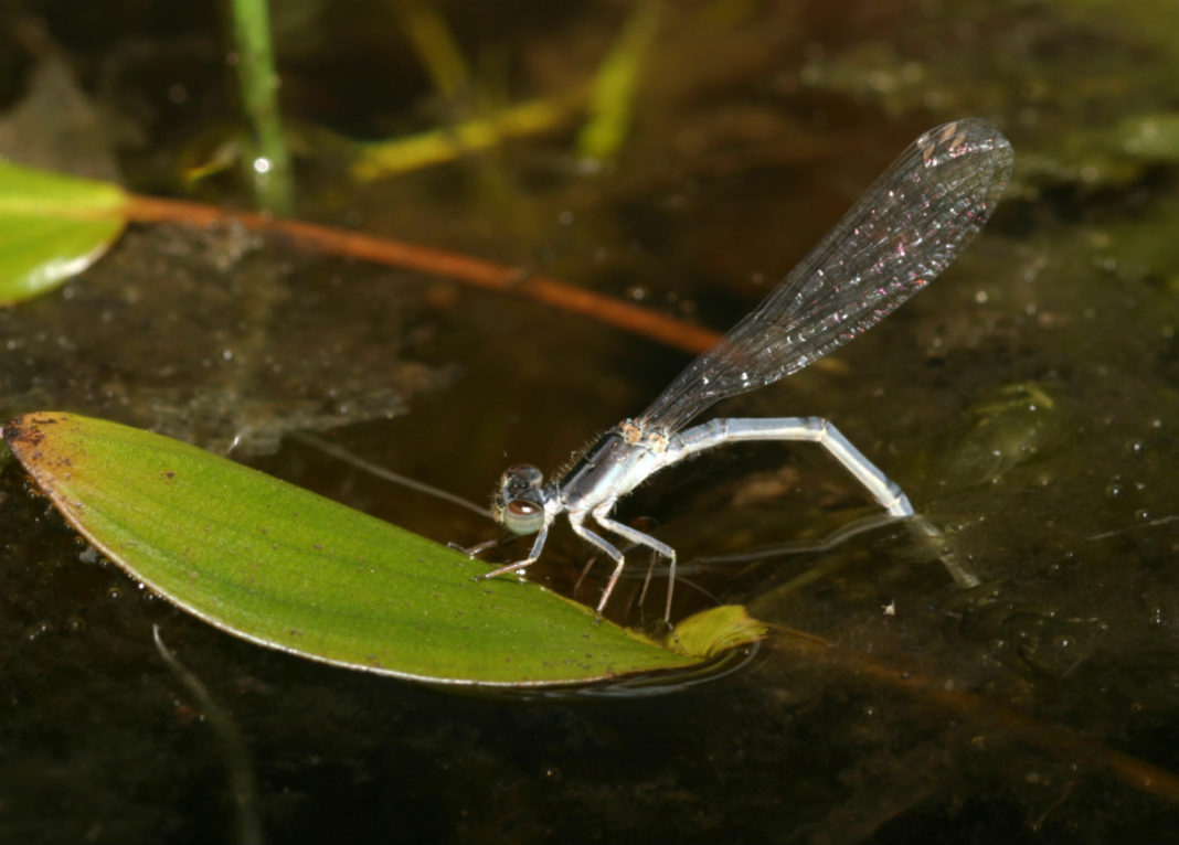 A especie das ‘Ischnura hastata’.