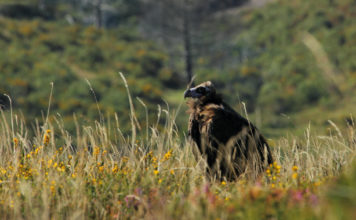 En Galicia medran os avistamentos de voitres negros (Aegypius Monachus), coma o da imaxe.