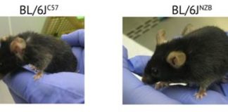 Os dous ratos son da mesma idade, pero o da esquerda ten un envellecemento 'mellor' debido a un ADN mitocondrial san.