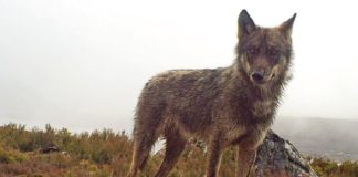 Galicia é a segunda comunidade con maior número de lobos, por detrás de Castela e León