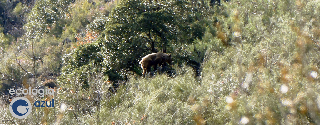 Oso pardo cantábrico no seu hábitat. Foto: G. Mucientes.
