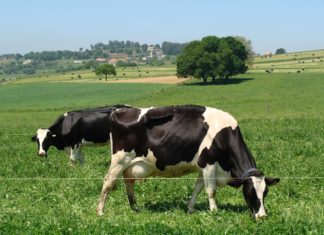 Vacas en pastoreo en parcelas con trevo no CIAM.