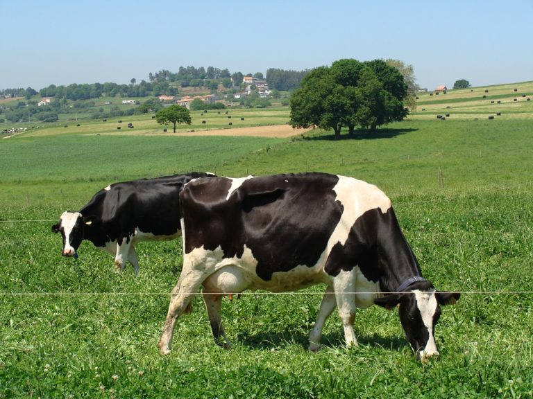 El trébol, un superalimento para las vacas