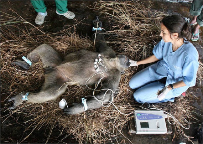 Rebeca Atencia practica un electrocardiograma a un chimpancé.