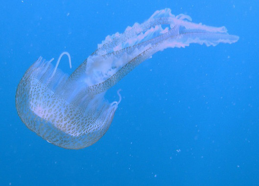 Un dos 200 tipos de medusas que hai en España, a Pelagia noctiluca. / Linda Castañeda.