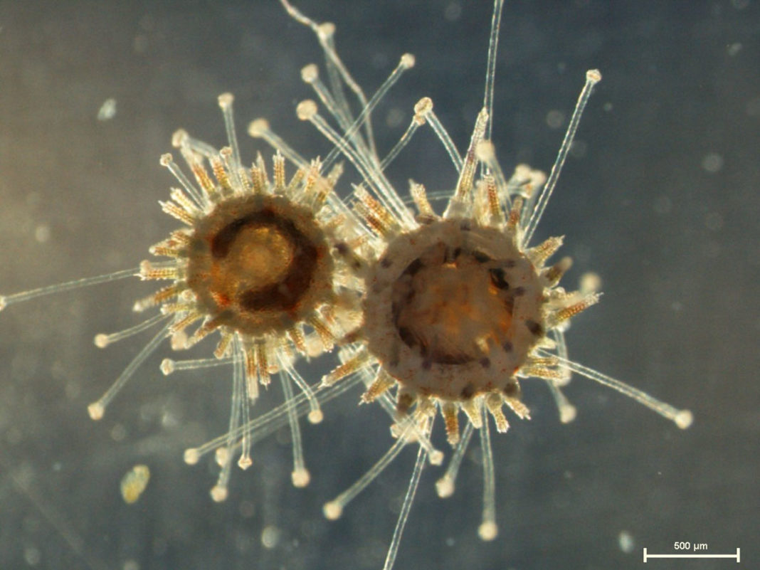 O avance da criopreservación nas especies mariñas é aínda limitado.
