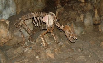 Restos fósiles dun oso cavernario.