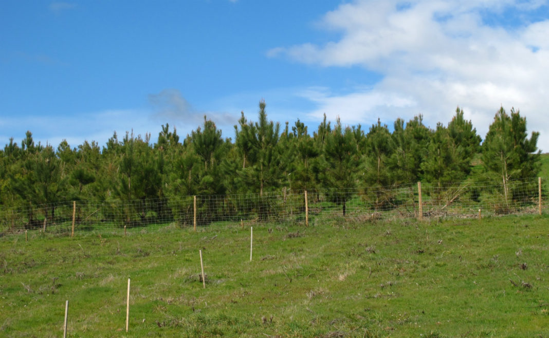 Plantación de pinus pinaster empregada na investigación.