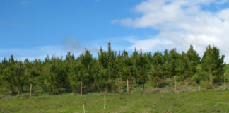 Plantación de pinus pinaster empregada na investigación.