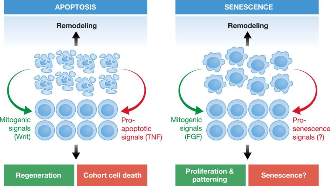 Comparativa de células en apoptose (morte celular programada) e senescencia.
