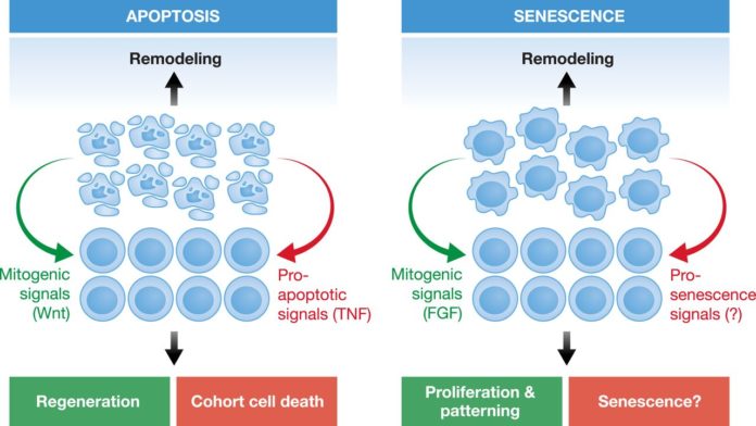 Comparativa de células en apoptose (morte celular programada) e senescencia.
