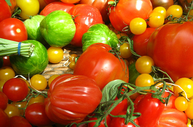 A perda de sabor nas variedades modernas de tomate é unha das principais queixas dos consumidores.