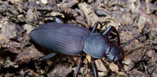 Zophobas opacus, un dos escaravellos que se poderían empregar como biocombustible.
