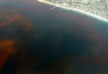 As mareas vermellas afectan de xeito periódico ás costas galegas.