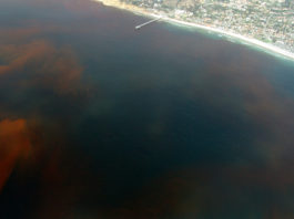 As mareas vermellas afectan de xeito periódico ás costas galegas.