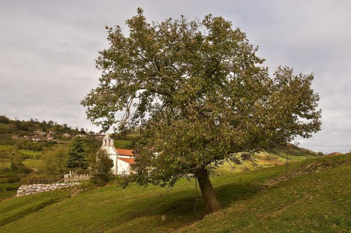 O castiñeiro común (Castanea sativa), presente en Galicia.