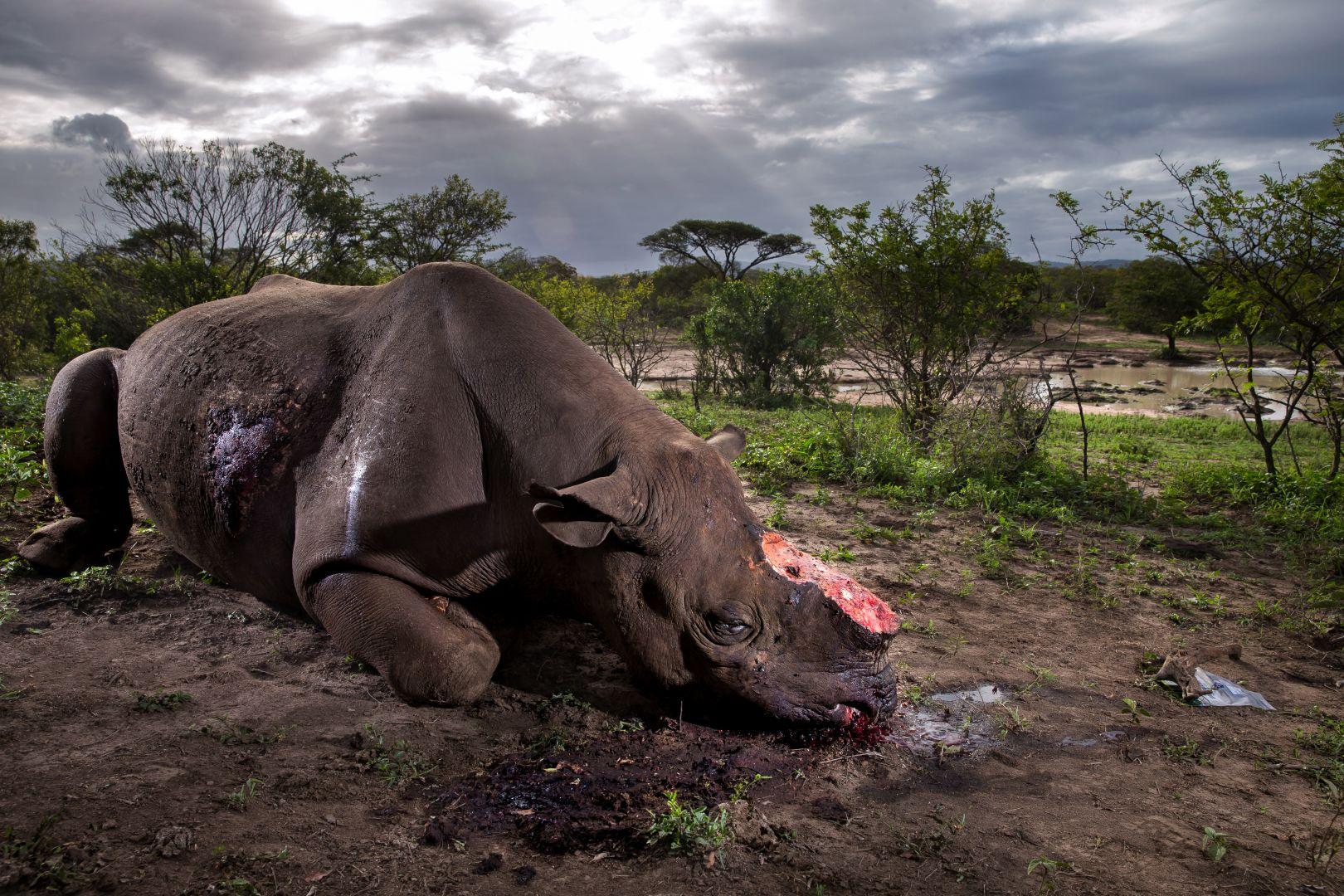 Foto: Brent Stirton.