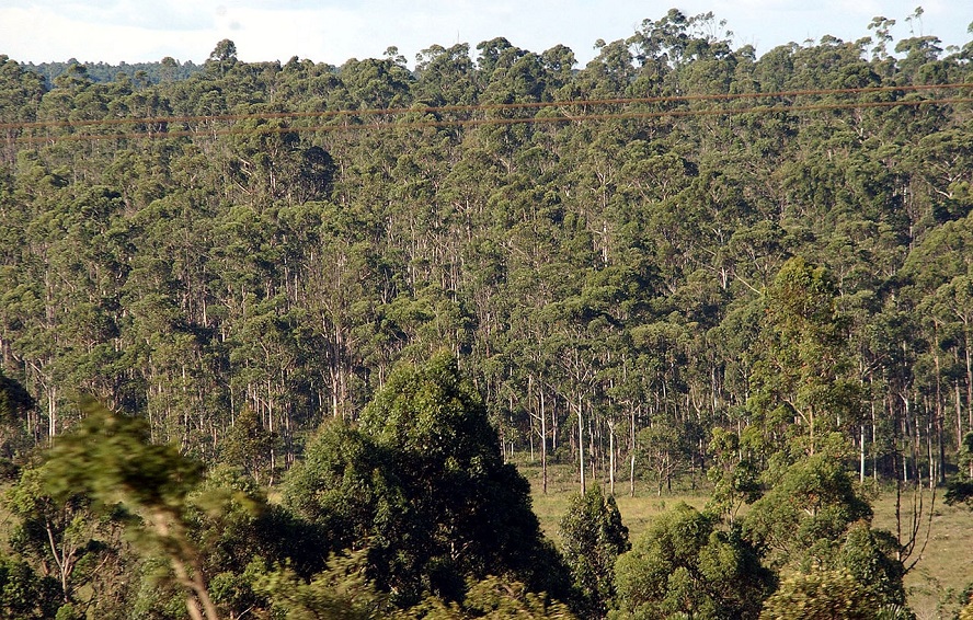 Bosque de eucaliptos, que o Comité Científico de Flora e Fauna Estatal recomenda declarar invasor.