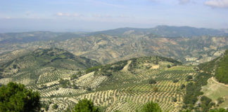 Na imaxe, campos de oliveiras en Jaén. En Galicia, zonas como Quiroga, Valdeorras ou algúns puntos da provincia de Pontevedra poderían desenvolver o seu potencial oliveiro.