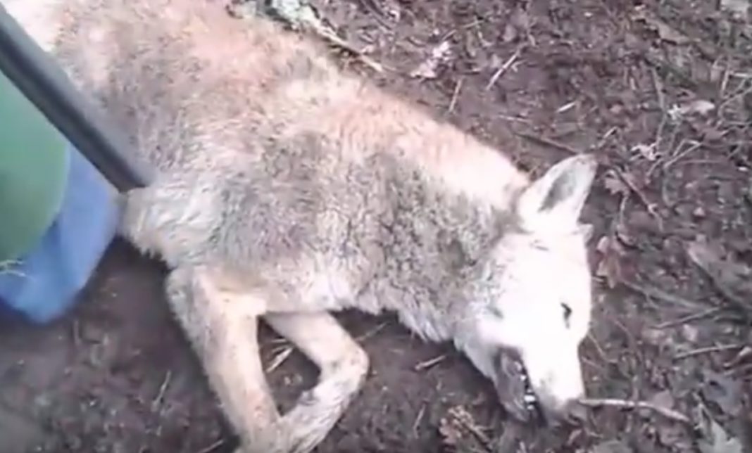 Captura do vídeo difundido pola Garda Civil, que amosa ao lobo abatido. Imaxe: Garda Civil.