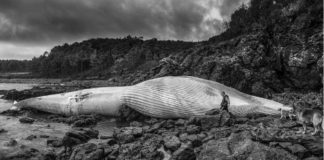 Balea varada en Redonda (Corcubión). Foto: Marcos Rodríguez.
